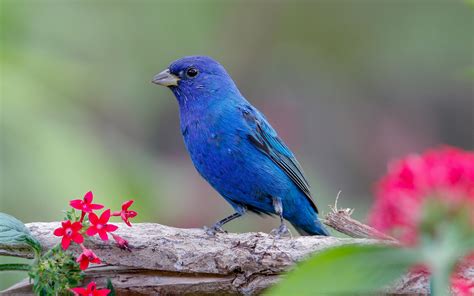 The Striking Blue Feathers Of The Small Indigo Buntings Bird Seem To