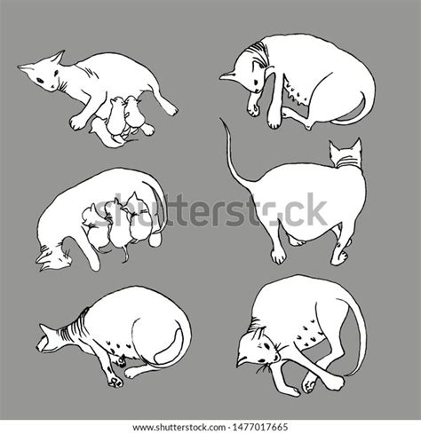 Isolate Pregnant Sphynx Cat Kittens Stock Illustration 1477017665