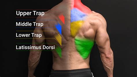 Lower Back Muscles Anatomy Muscles Of The Pelvis Youll Gain An