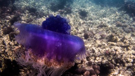 Crowned Jellyfish Facts And Photographs Seaunseen
