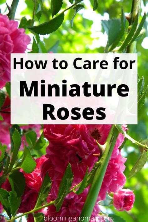 Miniature Roses Beauty In A Small Package For Your Garden
