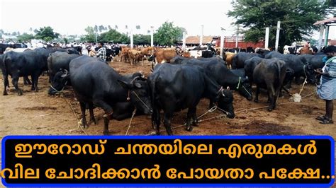 What's the malayalam translation of buffalo? ഈറോഡ് എരുമ ചന്ത | buffalo market eroad |agri tech farming ...
