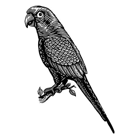Premium Vector Parrot Bird Engraving Illustration