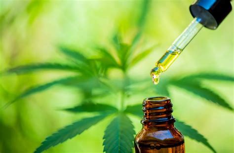 How The Cbd Oil Industry Grew Over The Years Talk Business