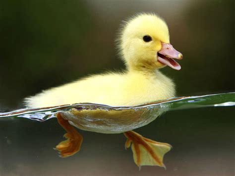 Funny Duck Wallpapers Top Free Funny Duck Backgrounds Wallpaperaccess