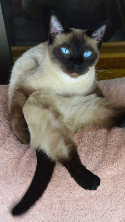 Reasons Why Siamese Cats Meow So Much Facts About Siamese Cats Being