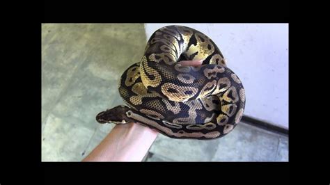 How Big Does A Male Ball Python Get Ball Poster