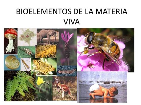 Caracteristicas De La Materia Viva E Inerte Compartir Materiales