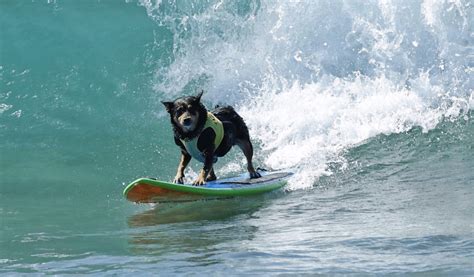Photos From The 2018 World Dog Surfing Championships