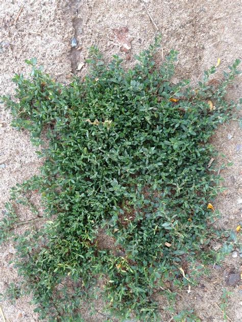 They provide floral color while fighting erosion and weeds. Plant ID - low growing weed (plants forum at permies)