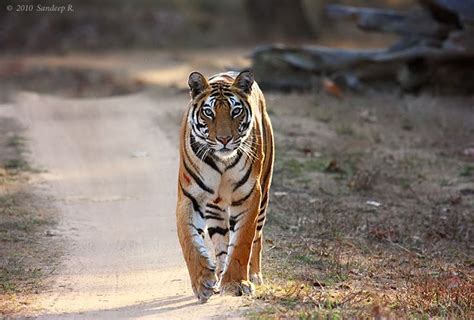 Tigers Of Bandhavgarh Tiger Female Tiger National Parks
