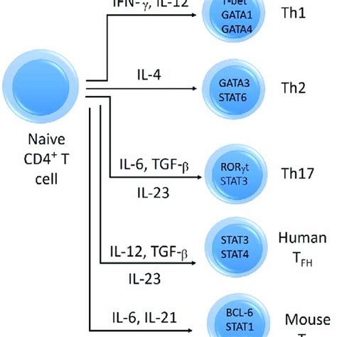 The Role Of Tfh Cells In B Cell Differentiation Into Plasma Cells And