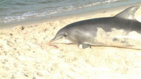 Dolphins Dying By The Dozens Along East Coast