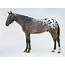 Meet The Colorful Appaloosa Horse