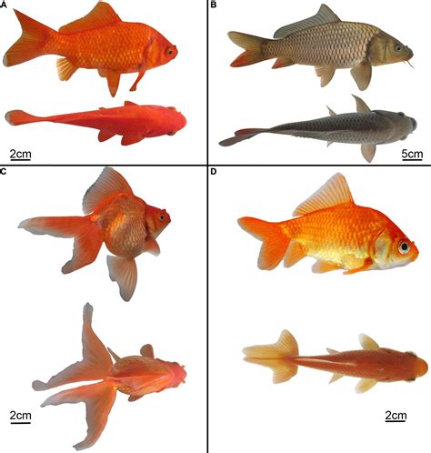 Frontiers | Genetic Variation in an Experimental Goldfish Derived From ...