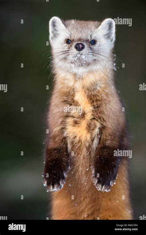 American Pine Marten Martes Americana In Winter Algonquin Provincial