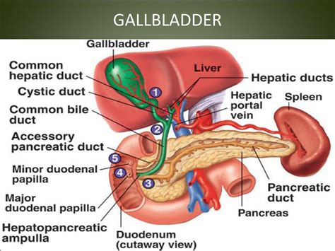 Ppt Liver Gallbladder Powerpoint Presentation Free Download Id