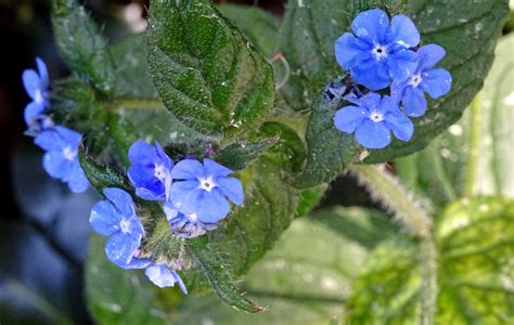 Blue Petals Flowers And Flora Free Stock Photo Public Domain Pictures