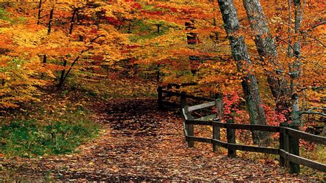 Autumn Path Through Woods Hd Desktop Wallpaper