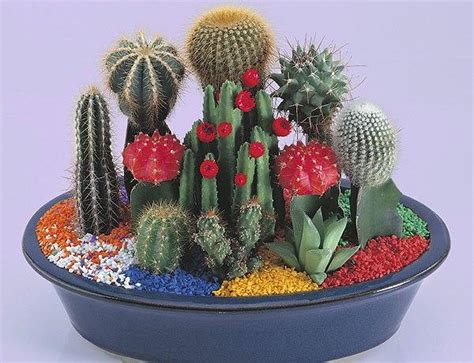 Home Decorating With Cacti And Handmade Cactus Home Decorations