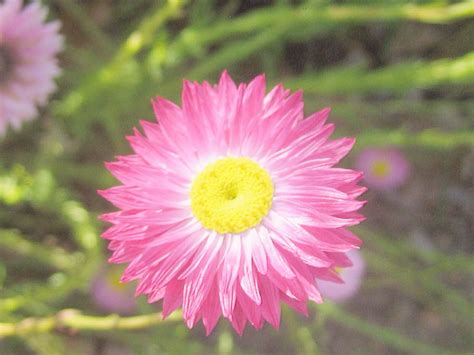 Pink Everlasting Flower | Everlasting flowers, Flowers, Plants