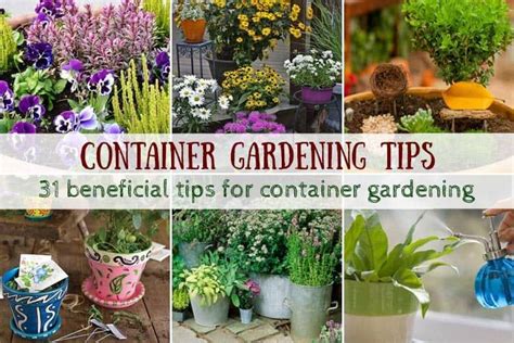 Awasome Container Gardening Tips For Beginners References Atelieartemae