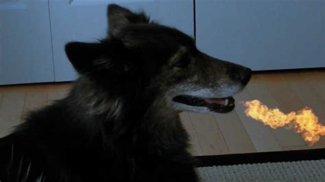 Dog Breathing Fire Youtube