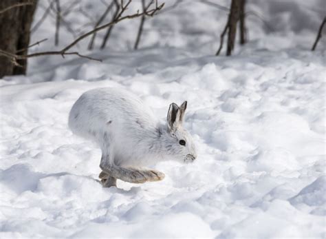 The Snowshoe Hare Out There Outdoors