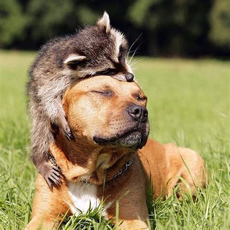 22 Absolutely Necessary Photos Of Animals Giving Each Other Hugs