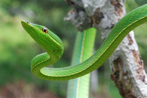 Smooth Green Snake For Sale