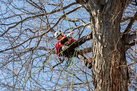 Residential Tree Trimming And Pruning Preservation Tree Care