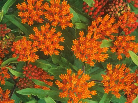 Check spelling or type a new query. Rabbit-Resistant Plants | Rabbit resistant plants, Plants ...