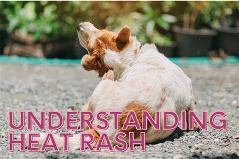 How Do I Treat My Dogs Heat Rash