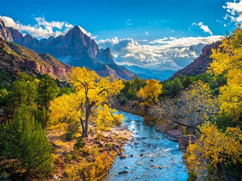 Zion National Park Trees Wallpaper 8 Images Pictures Download