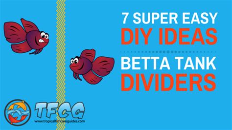Look at my diy betta fish tank! 7 Easy DIY Ideas for Betta Fish Tanks with Divider - TFCG