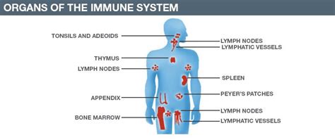 Human Immune System Diagram