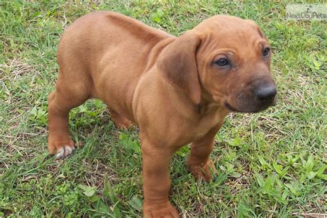 Rhodesian Ridgeback Puppy For Sale Near Tyler East Tx Texas