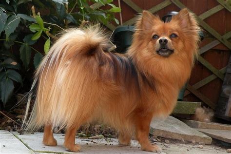 He was born in september making his zodiac sign virgo. How Much Does a Pomeranian Cost in 2018? | TheHappyPooch.com