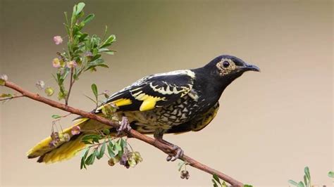 Regent Honeyeater Alchetron The Free Social Encyclopedia