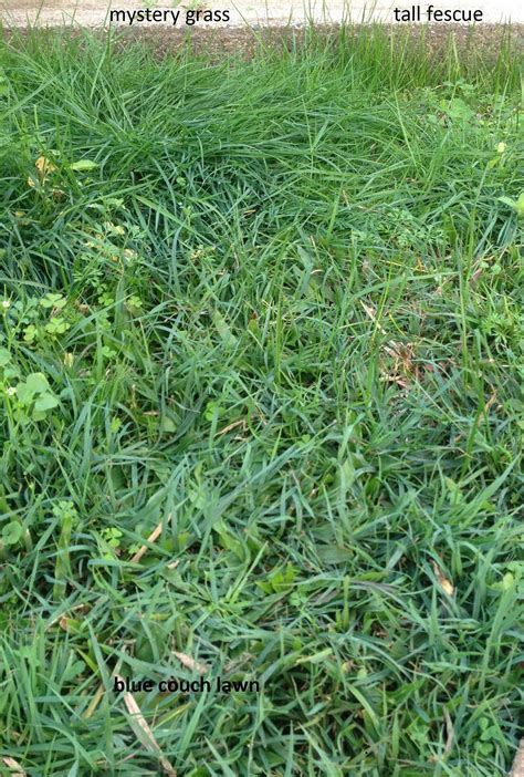 Identifying pasture species being farmed and use that information to raise net returns. identification - What species is this large clump of lawn ...