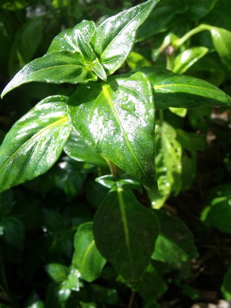 What herbs to plant in herb garden. Mushroom Herb 3" Pot - Hello Hello Plants & Garden Supplies