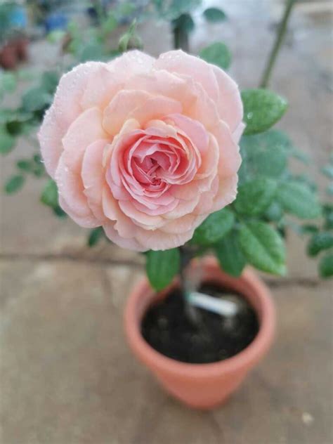 Kölner Flora Rose Rose Plants • Teo Joo Guan