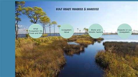 Gulf Coast Prairies And Marshes By Valeria Sanchez On Prezi