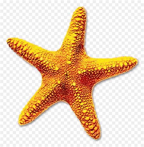 Estrela Do Mar Desenho Download Png Transparente Grátis