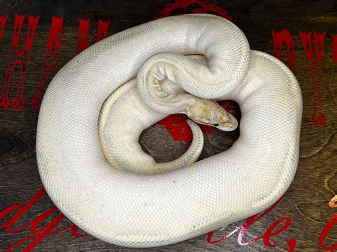 Highway Ball Python By Lanham Pythons Morphmarket