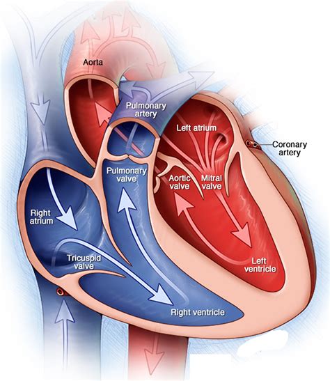 Atrioventricular Heart Valves