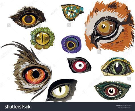 Collection Color Drawings Animal Eyes Stock Vector Royalty Free
