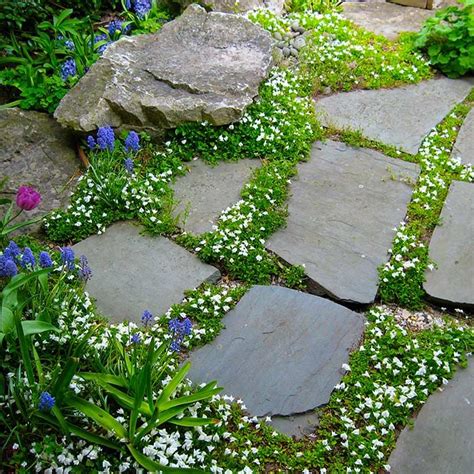 Mazus Reptans Mixed With Grape Hyacinth For A Pretty Path In Paving