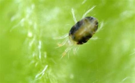 3 Ways To Treat Spider Mites Root Grow Bloom Orlandos Premier