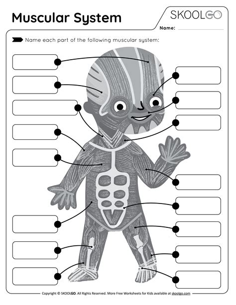 Muscular System Free Worksheet For Kids Skoolgo